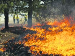 Devastación. En abril de 2012 ocurrió uno de los peores incendios en La Primavera. EL INFORMADOR /