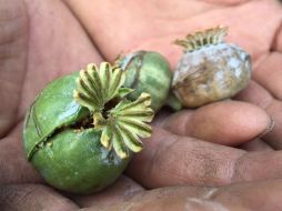 Entre las principales medidas, sería un proyecto piloto directamente con los campesinos, mencionan autoridades. SUN / ARCHIVO