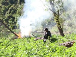 En el lugar fueron aseguradas e incineradas nueve mil 600 plantas. EL INFORMADOR / ARCHIVO