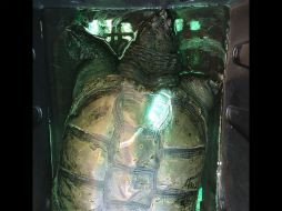 Tras intentar hurtar al anfibio, el hombre fue internado en el Penal de Puente Grande para realizarle un proceso penal. ESPECIAL / PGR Jalisco