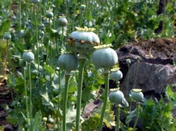 Señalan que regularizar la amapola aliviará parte del problema social derivado del cultivo ilegal. SUN / ARCHIVO
