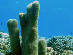 La creciente degradación de los arrecifes impide que los peces puedan reconocer la presencia de un depredador. EFE / ARCHIVO