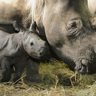 Nace rinoceronte de Sumatra, especie en vía de extinción