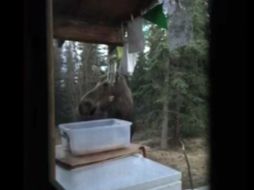 El alce restriega la cabeza en los carillones y mordisquea el disco de vidrio que cuelga del instrumento. YOUTUBE / AP