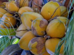 Los agentes encontraron dos mil 486 paquetes de mariguana escondidos dentro de igual número de cocos. EL INFORMADOR / ARCHIVO