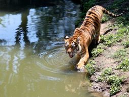 Los animales deben ser capturados por temor a que puedan escapar a través de la cerca exterior. EL INFORMADOR / ARCHIVO