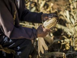 Salvador Mena afirma que con la ingeniería genética se ha producido un maíz resistente a herbicidas; sin embargo, no es recomendable. EL INFORMADOR / ARCHIVO