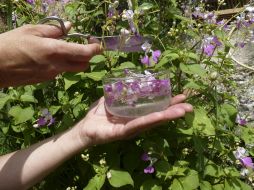 Las esencias florales son una herramienta amorosa que nos aporta gran capacidad para vivir a plenitud la experiencia del embarazo. EFE / ARCHIVO