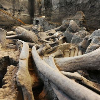 Recuperan gran parte de la osamenta de un mamut en Tultepec