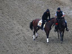 Nyquist, con el mexicano Mario Gutiérrez en el sillín, enfrentará a un grupo menor en el Preakness. AFP / P. Smith
