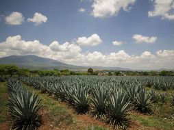 Para obtener la bebida, se utilizaron 322.3 mil toneladas de agave tequilana Weber, conocido como agave azul. EL INFORMADOR / ARCHIVO