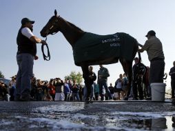 'Nyquist' recibe un baño previo a su participación de hoy en el Preakness Stakes. AP / P. Semansky