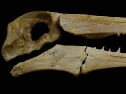 Este grupo de aves llegó a distribuirse por todo el mundo poco tiempo después de la extinción de los dinosaurios. EFE / ARCHIVO