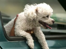 Se calcula que del total de bacterias que hay en la lengua de un perro, 16 por ciento pueden transmitirse a humanos. EL INFORMADOR / ARCHIVO