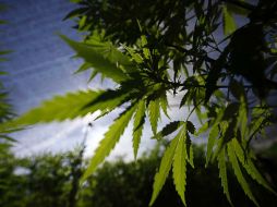 Legisladores estiman que el negocio de la mariguana medicinal en Colombia podría llegar a los dos mil MDD al año. NTX / ARCHIVO