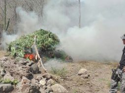 El sembradío en el municipio de Hostotopaquillo y con una extensión aproximada de tres mil 600 metros cuadrados fue destruido. ESPECIAL / Fiscalía del Estado