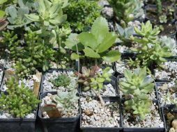 En la década de los años 20 y 30 se empezó a desacreditar el uso de la herbolaria por la llegada de nuevos medicamentos sintéticos. NTX / ARCHIVO