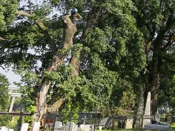 El árbol fue fiel testigo de combates históricos. ESPECIAL /
