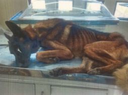 Los canes perdieron peso hasta quedar con la piel pegada a los huesos y en condiciones graves ingresaron a una clínica veterinaria. FACEBOOK / Silao De la Victoria