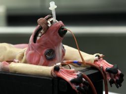 Es creado para ofrecer a estudiantes de veterinaria cuerpos anatómicamente correctos para prácticas quirúrgicas. AP / C. O'Meara