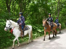 Los policías se apoyan con perros y caballos para seguir el rastro del pequeño. AP / I. Matsuhashi