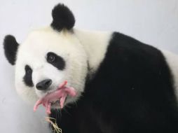 Se espera que el pequeño panda, cuya madre lo sujeta firmemente con el hocico, pueda sobrevivir. ESPECIAL / Pairi Daiza Zoo