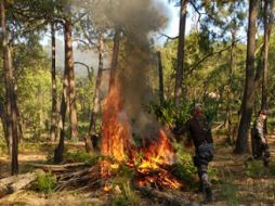 Aseguran que las matas del enervante se encontraban repartidas en el predio aproximadamente de ocho plantas por metro cuadrado. ESPECIAL / Fiscalía de Jalisco
