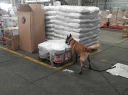 La mariguana fue asegurada, así como las cubetas. TWITTER / @FiscaliaJal