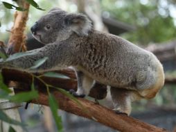 Además, koalas deben recorrer cada vez más distancia para poder establecerse debido a la urbanización. AFP / ARCHIVO