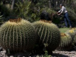 La mejor manera de defender a las especies de animales y plantas, es implementando la educación desde casa. AP / ARCHIVO