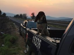 Algunos usuarios de Twitter celebran la acción de la PF y felicitaron a los agentes. TWITTER / @PoliciaFedMx