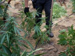 La droga fue puesta a disposición del Ministerio Público de la Federación. NTX / ARCHIVO