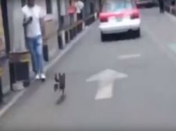 ''Camila'' es rescatada por un ciudadano y ya se encuentra bien, según menciona. YOUTUBE / Humor, Risas y Mucho mas