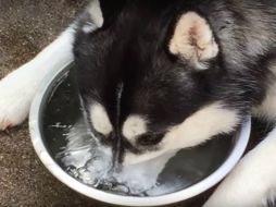 El video tiene casi 700 mil reproducciones en YouTube y se ha hecho muy popular en las redes sociales. YOUTUBE / Kent Duryee