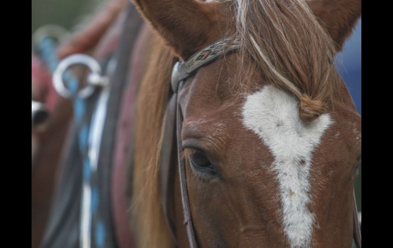 Las sesiones de psicoterapia asistida con caballos han demostrado ser efectivas en el tratamiento de los conflictos de pareja. EL INFORMADOR / ARCHIVO