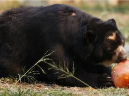La mayor presencia de osos negros se debe a las migraciones de osos y oseznos en busca de alimentos. EFE / ARCHIVO