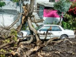 Uno de los árboles cayó en Sierra Grande y Sierra Morena en la colonia Independencia. EL INFORMADOR /