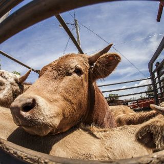 Jalisco, líder en producción agropecuaria y pesquera