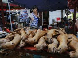 Entre dos mil y cuatro mil perros serán sacrificados, tradicionalmente apaleados con barras de metal. EFE / W. Hong
