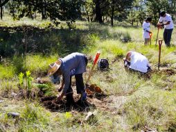 Durante todo julio, empresas y voluntarios colaborarán en la plantación de 40 mil árboles en 80 hectáreas que fueron siniestradas. EL INFORMADOR / ARCHIVO