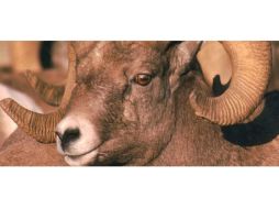 El censo ayudaría a preservar la especie del borrego. TWITTER / @ConacytPrensa