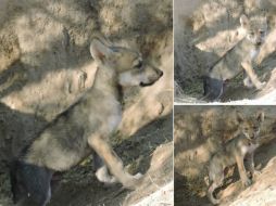 El Centro Ecológico de Sonora (CES) presentó a las nuevas crías, dos machos y una hembra. TWITTER / @CEDESMX