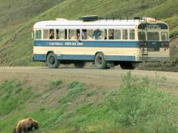 Autoridades del Parque Nacional Denali señalaron que tendrán que matar al oso. YOUTUBE / Denali National Park