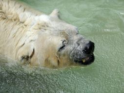 En 2012 una campaña de organizaciones defensoras de animales lo catalogaron como 'el oso más triste del mundo'. AFP / ARCHIVO