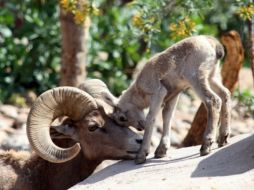 El nacimiento es parte de las acciones del programa de reintroducción, crianza y repoblación del borrego cimarrón. NTX / Cortesía