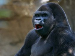 La AZCARM asegura que los animales deben estar en este tipo de instituciones debido a la devastación de sus hábitats. AP / M. Ugarte