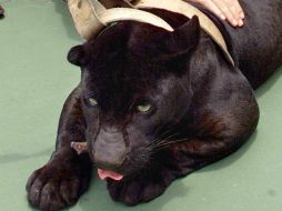 Actualmente la pantera negra, una variante del jaguar, es considerada una especie amenazada. AFP / ARCHIVO