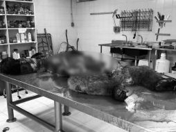 Mancera asegura que su administración tiene registro de quien tomó las fotografías de la necropsia del gorila ''Bantú''. SUN / ARCHIVO