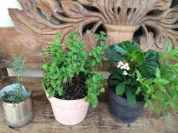 Analizan la parte química y farmacológica de las plantas que se usan en la medicina tradicional mexicana. NTX / ARCHIVO