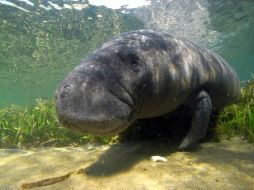 Tras cambiar su dieta al morir las algas marinas que comían, podrían haber presentado complicaciones digestivas. EFE / ARCHIVO
